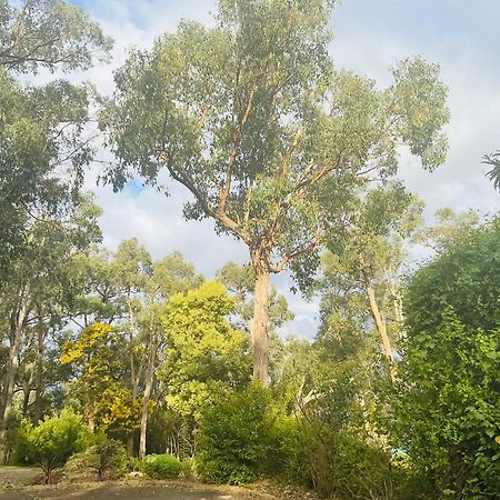 Sanctuary House Resort Motel Healesville Exterior foto