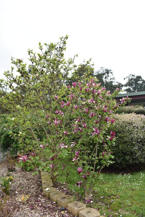 Sanctuary House Resort Motel Healesville Exterior foto