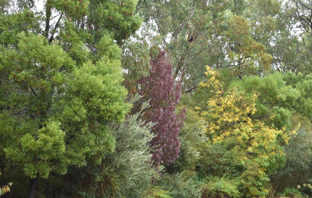 Sanctuary House Resort Motel Healesville Exterior foto