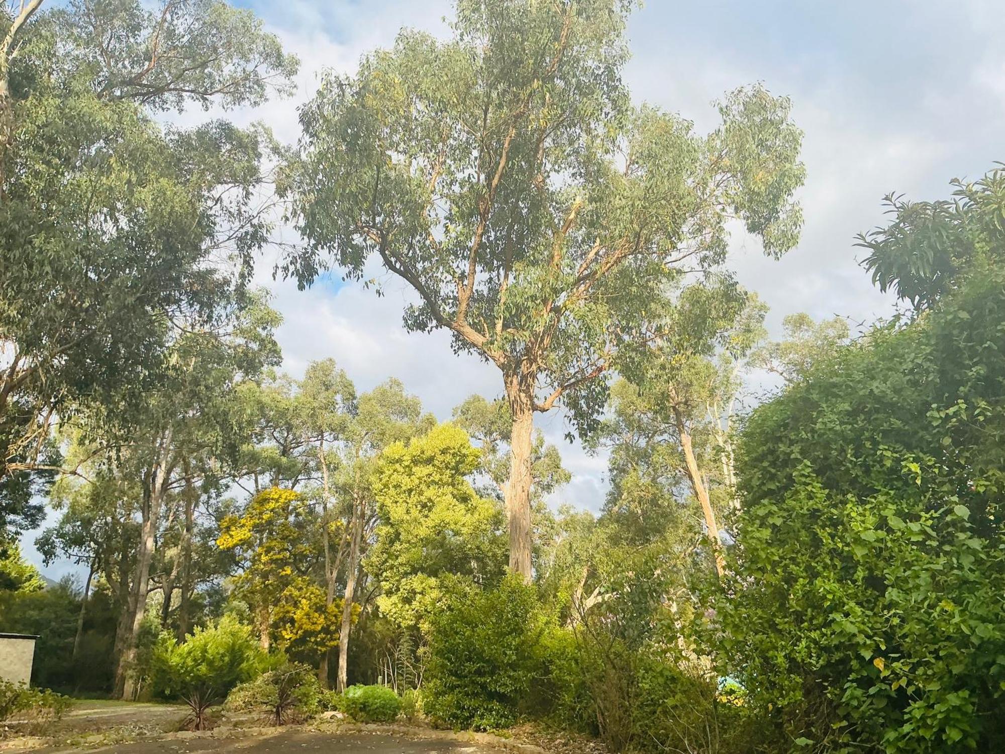 Sanctuary House Resort Motel Healesville Exterior foto