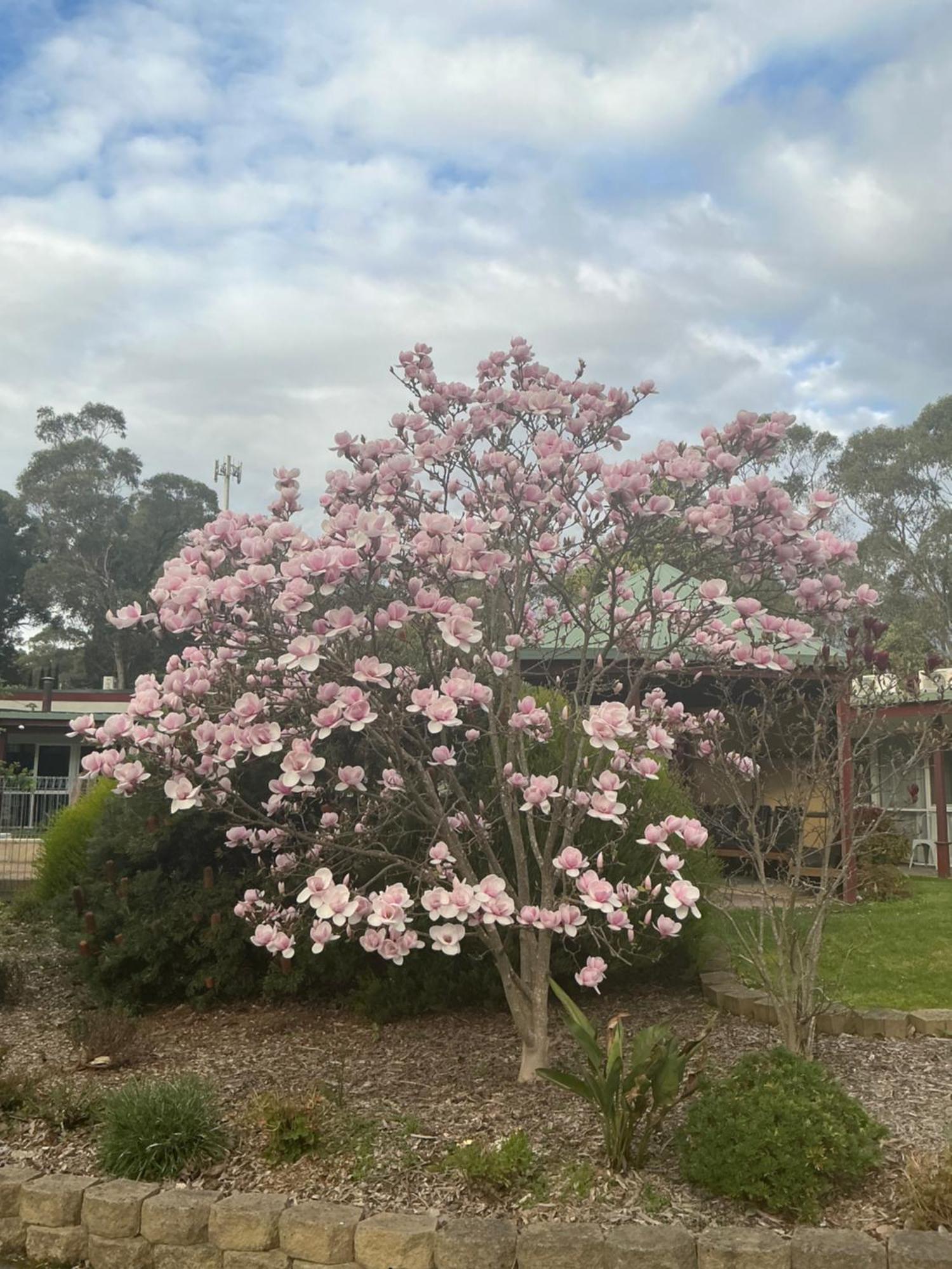 Sanctuary House Resort Motel Healesville Exterior foto