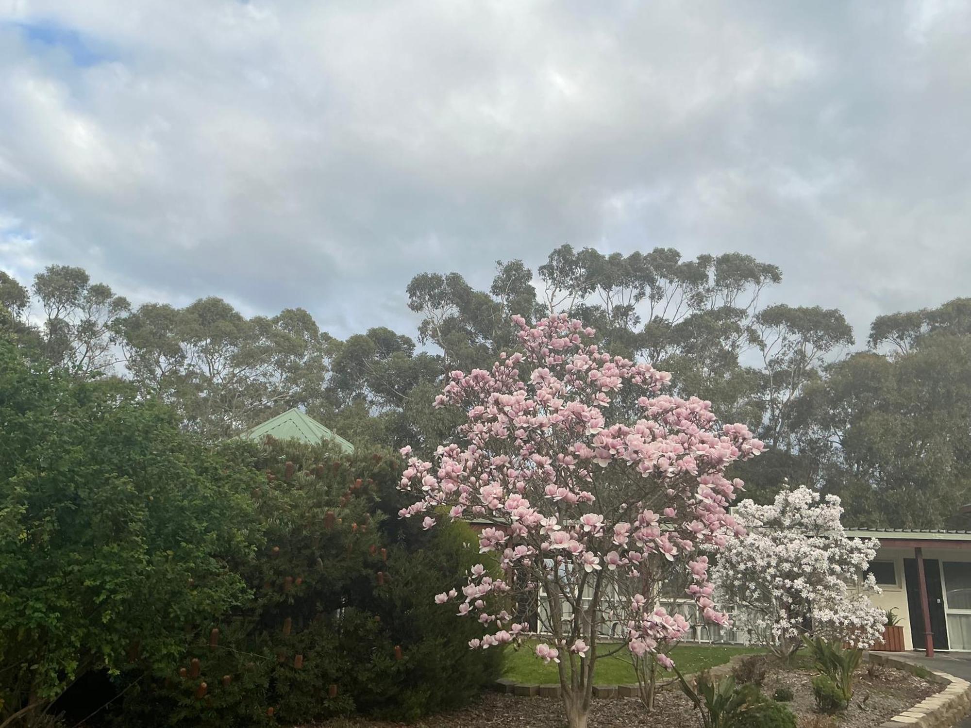 Sanctuary House Resort Motel Healesville Exterior foto